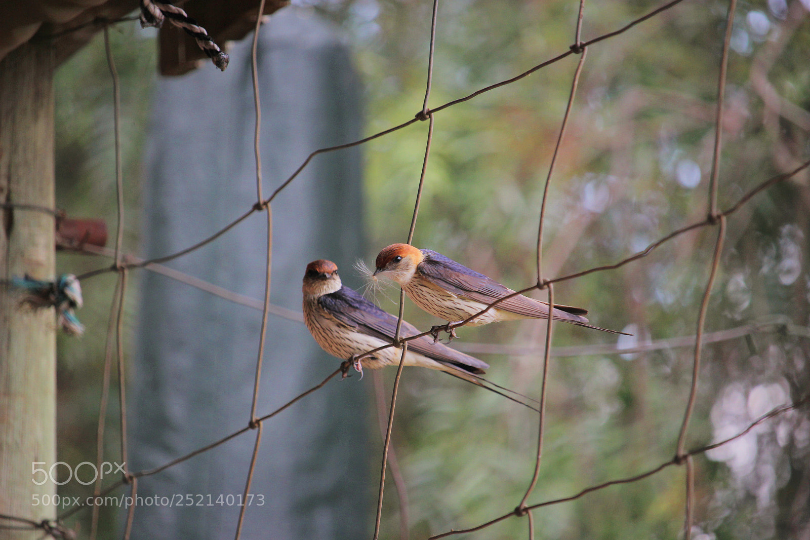 Canon EOS 600D (Rebel EOS T3i / EOS Kiss X5) sample photo. Two greater striped swallows photography