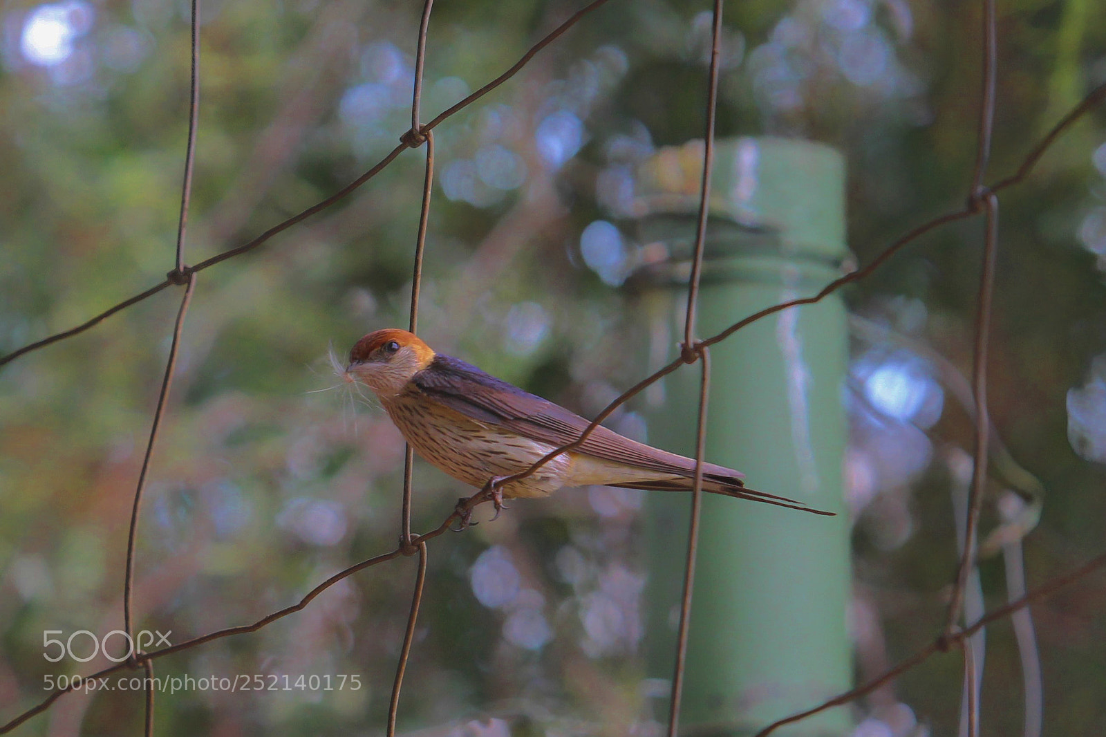 Canon EOS 600D (Rebel EOS T3i / EOS Kiss X5) sample photo. Greater striped swallow photography