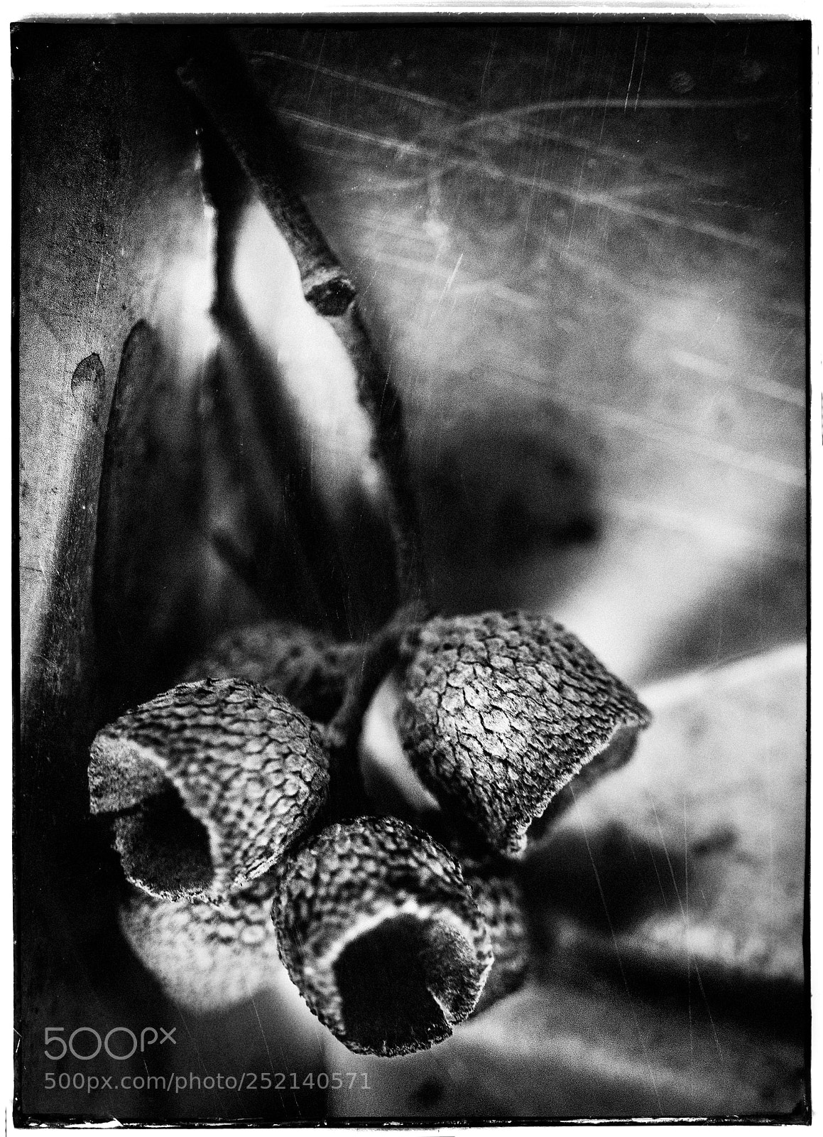 Sony a7 sample photo. Empty acorn husks photography