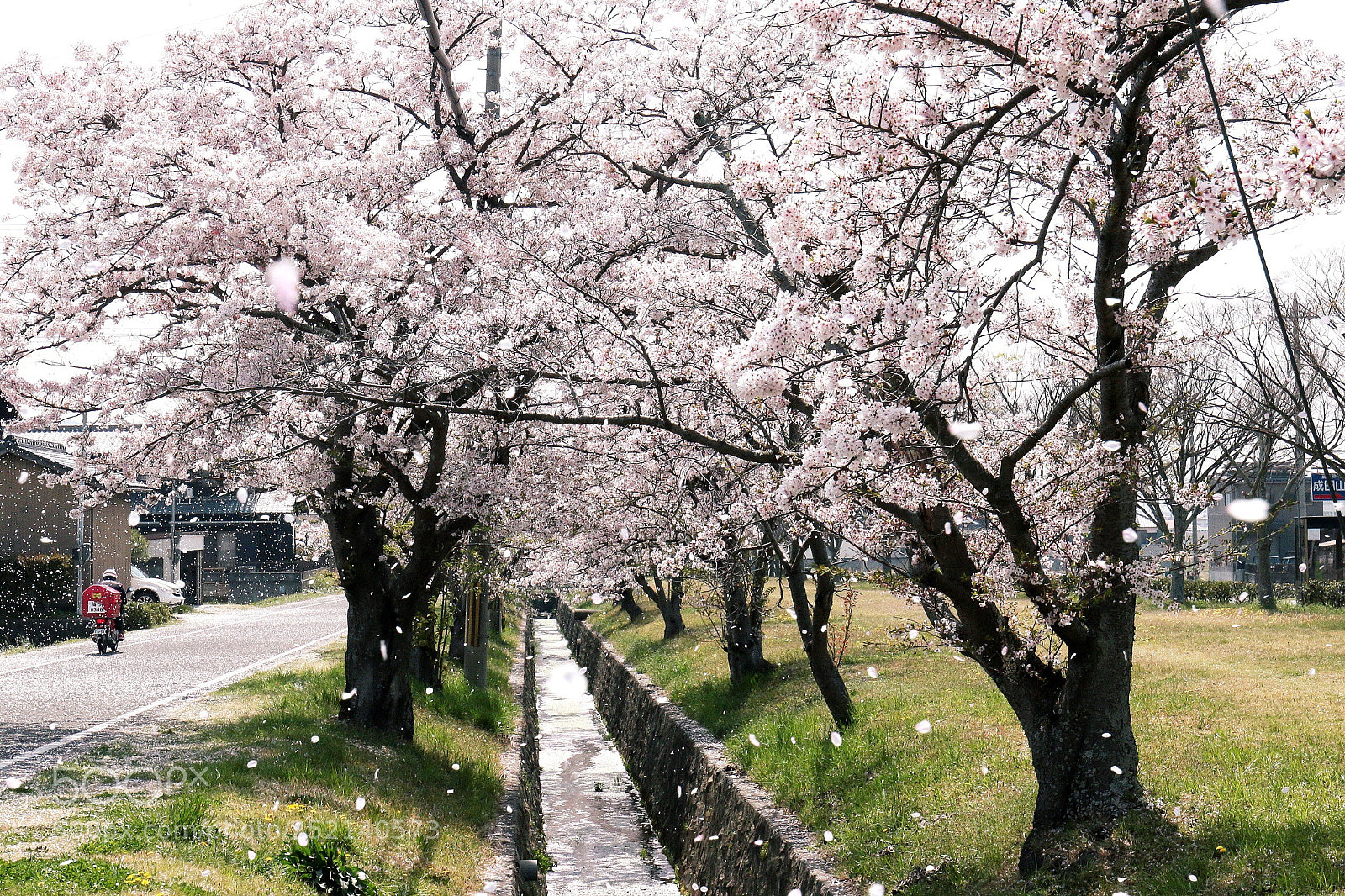 Canon EOS 70D sample photo. Spring has come photography