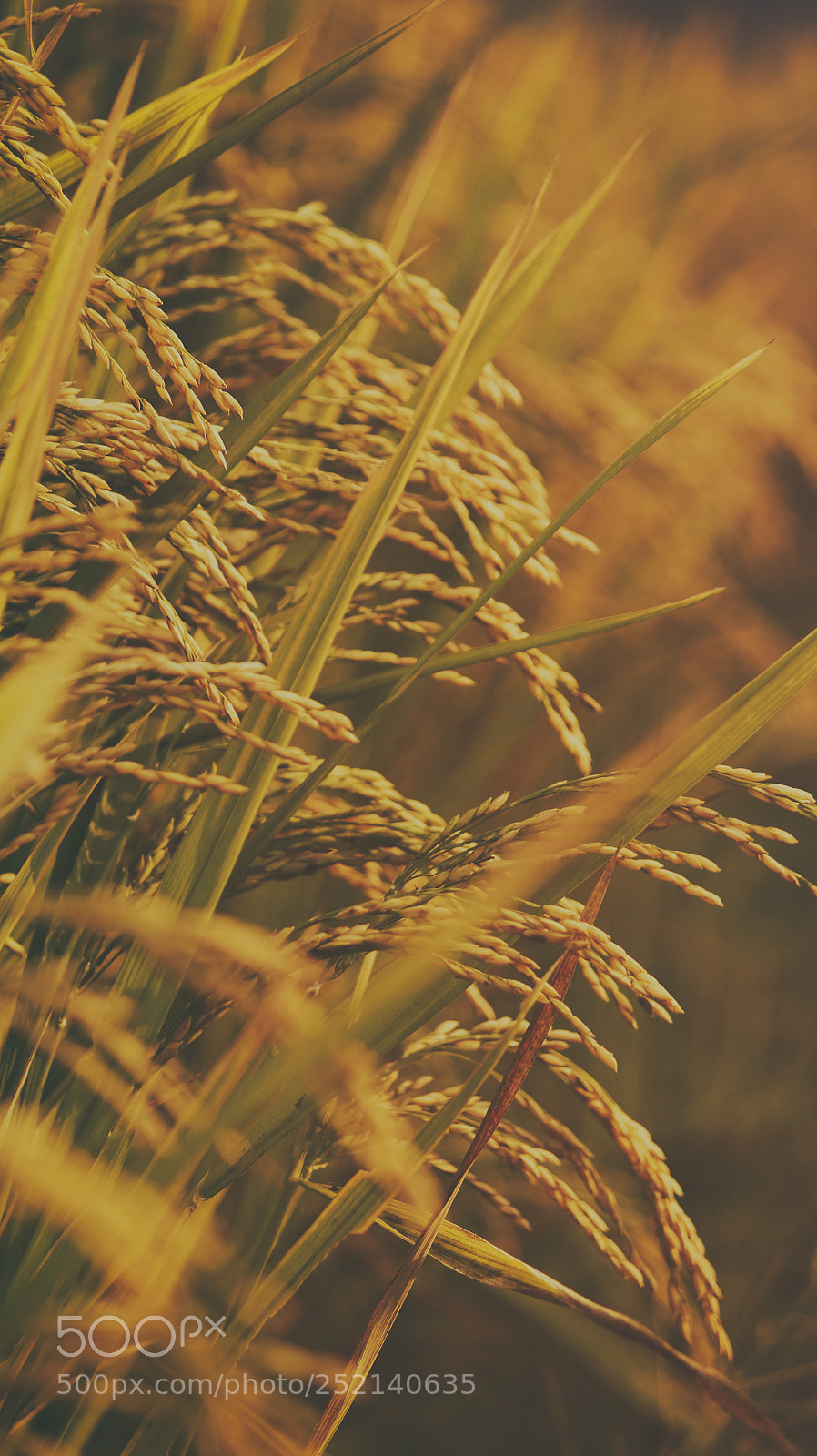 Canon EOS 700D (EOS Rebel T5i / EOS Kiss X7i) sample photo. Rice farm photography