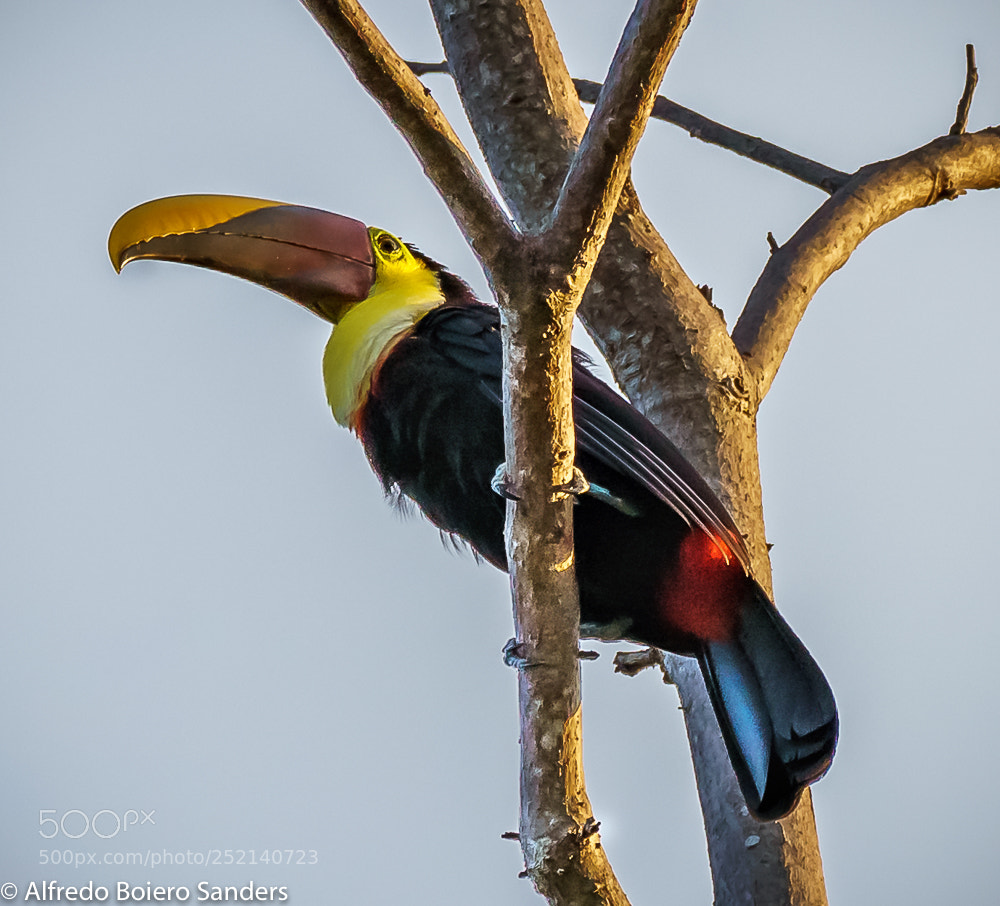 Sony a7R III sample photo. Toucan photography
