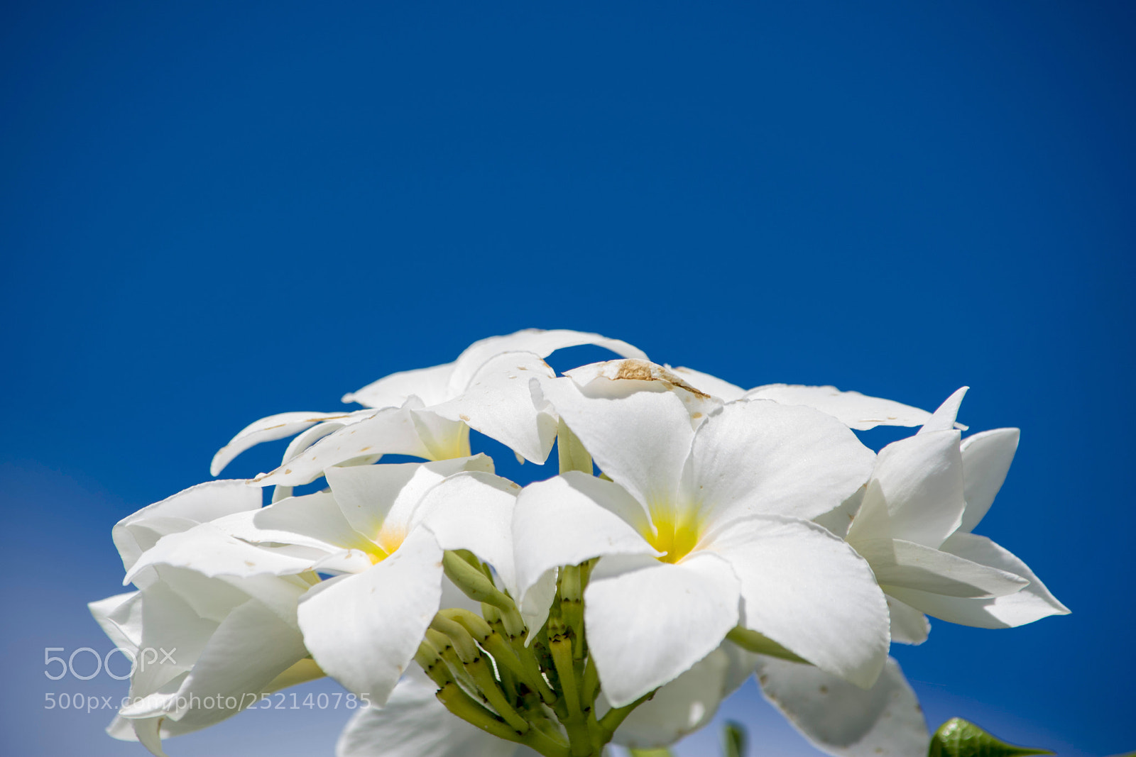 Nikon D5200 sample photo. White flowers photography