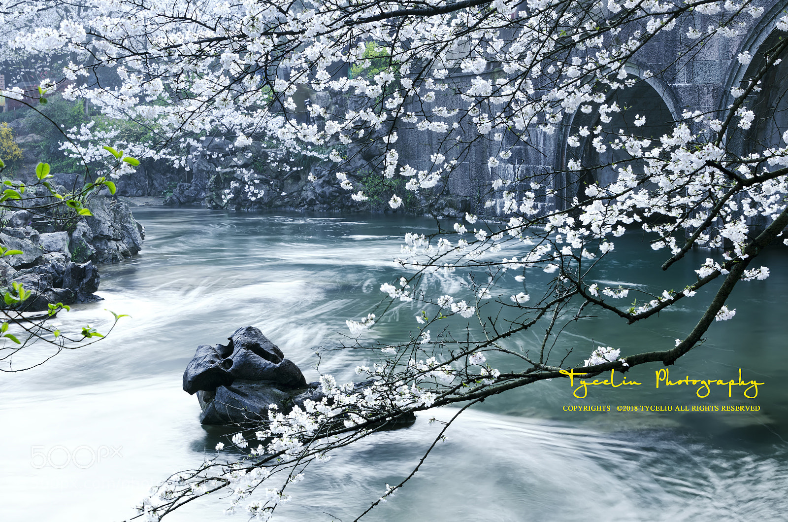 Nikon D7000 sample photo. Taiziwan sakura photography