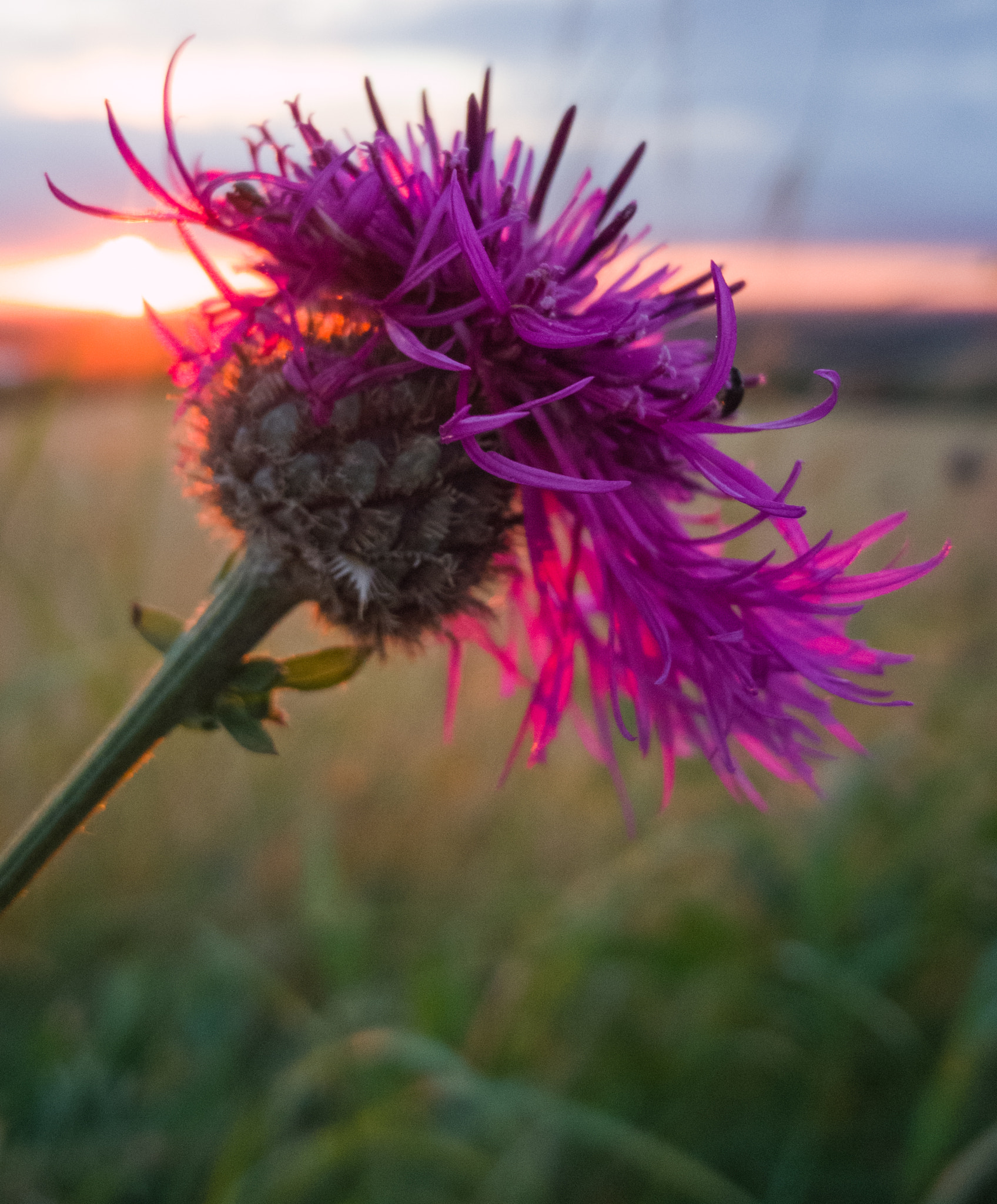 OnePlus 2 sample photo. Thistle at sunset photography