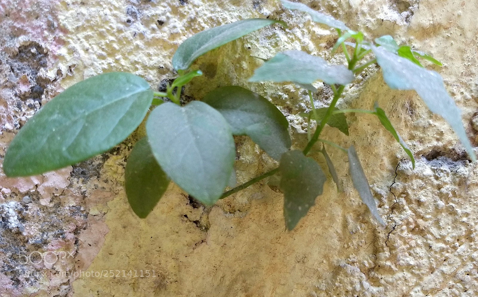 Motorola Moto G (5) Plus sample photo. Plant in a wall photography