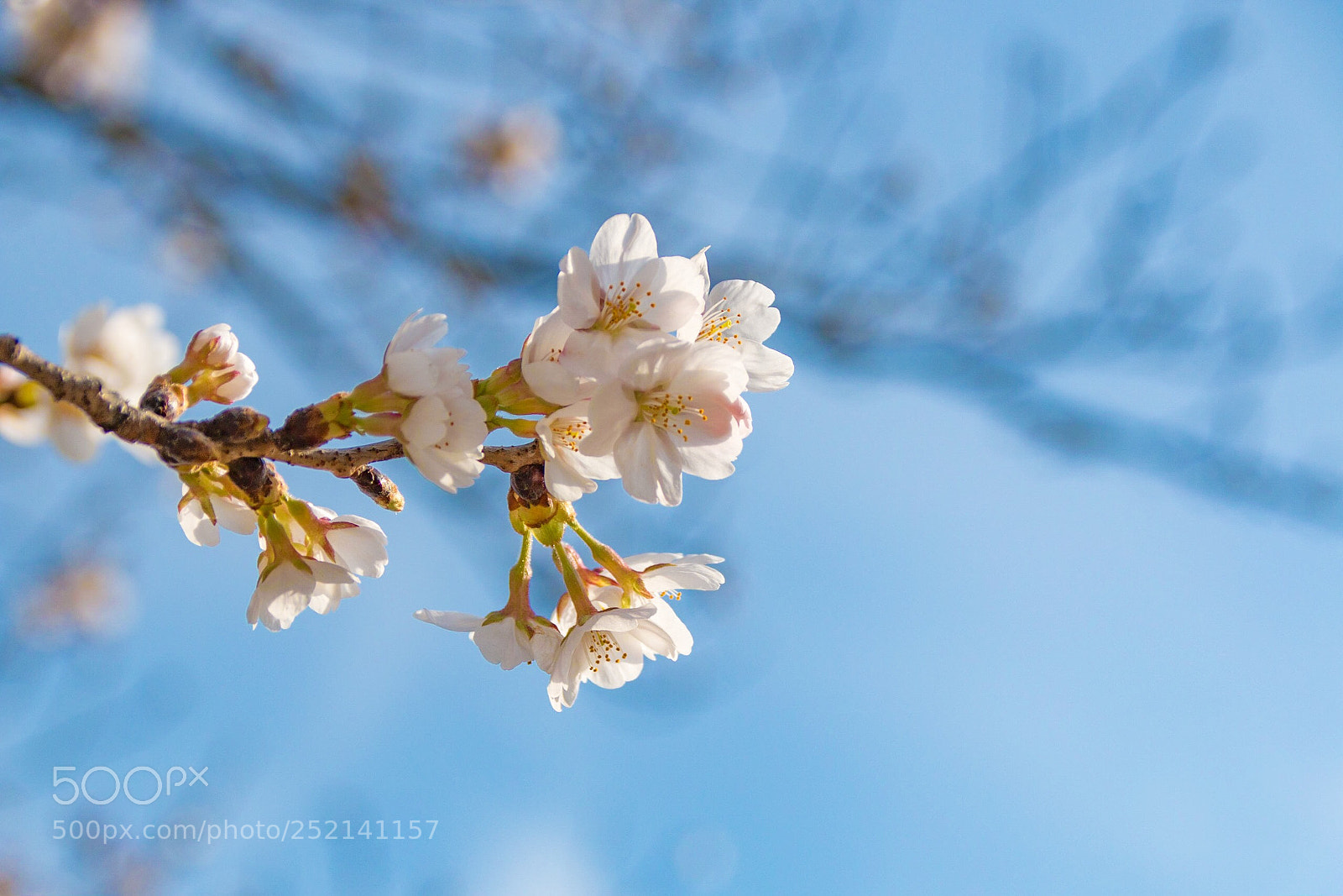 Canon EOS 70D sample photo. Sakura photography