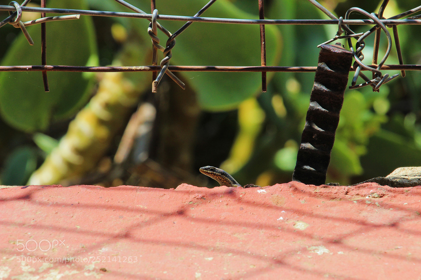 Canon EOS 600D (Rebel EOS T3i / EOS Kiss X5) sample photo. I'm watching you photography