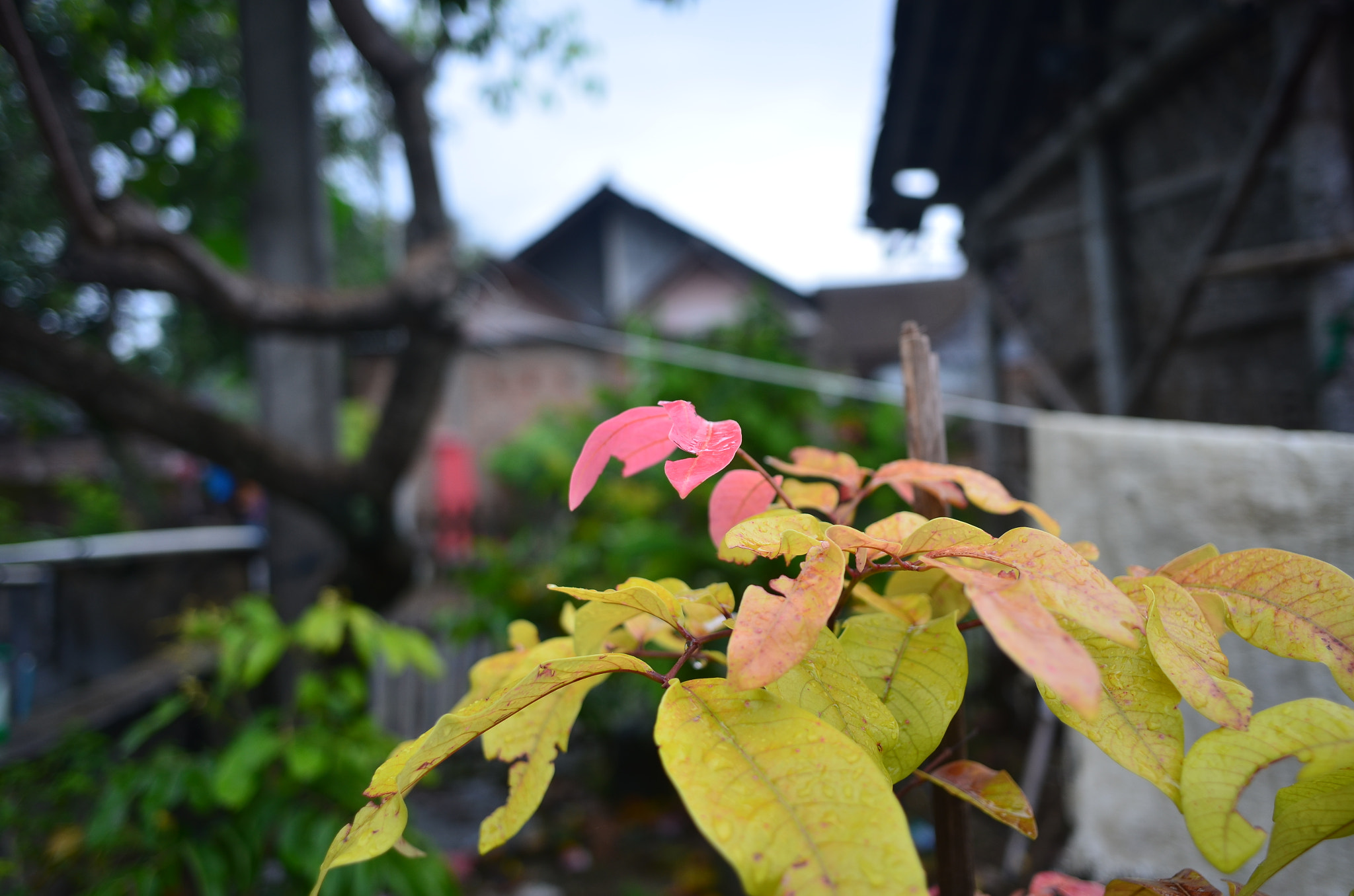 Nikon Coolpix A sample photo