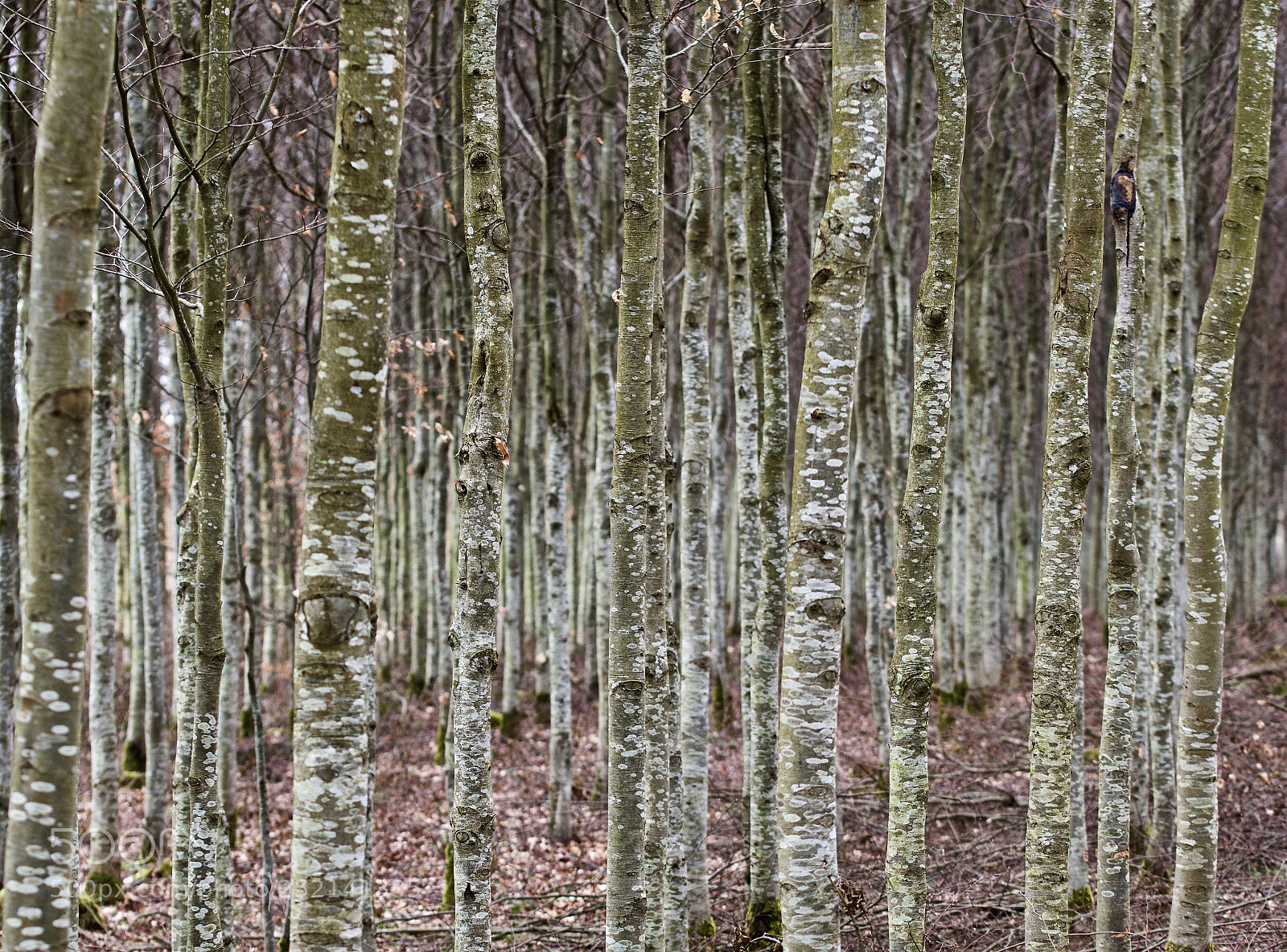 Nikon D500 sample photo. Tree  photography