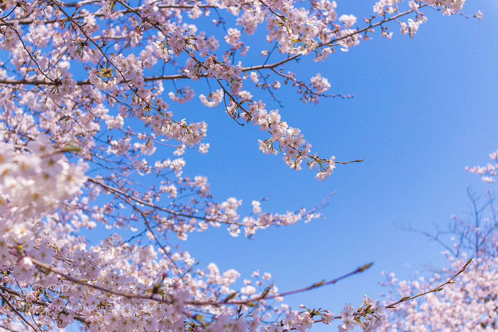 Canon EOS 70D sample photo. Sakura photography