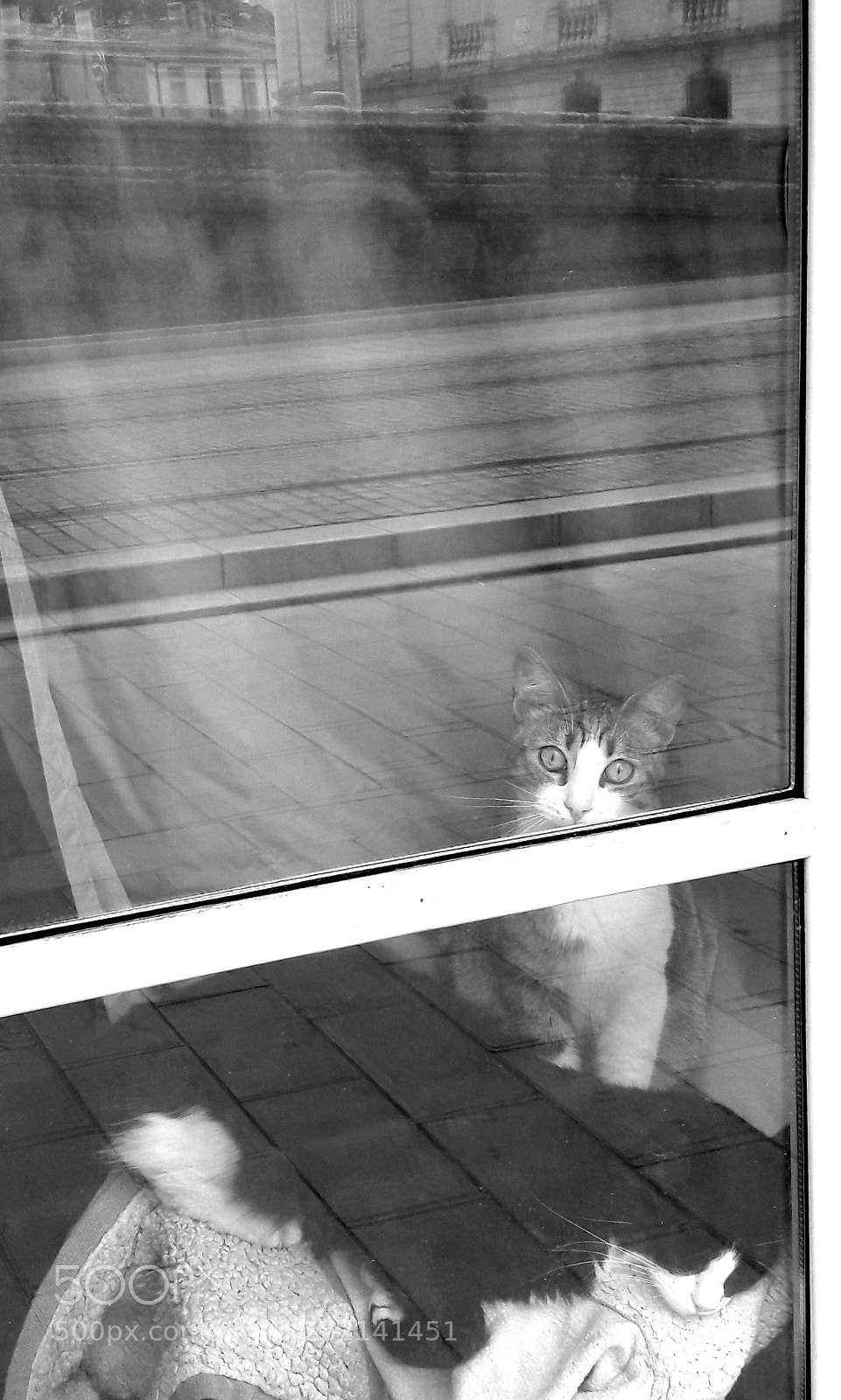 Samsung Galaxy A5(2016) sample photo. Vies de chats miroirs photography