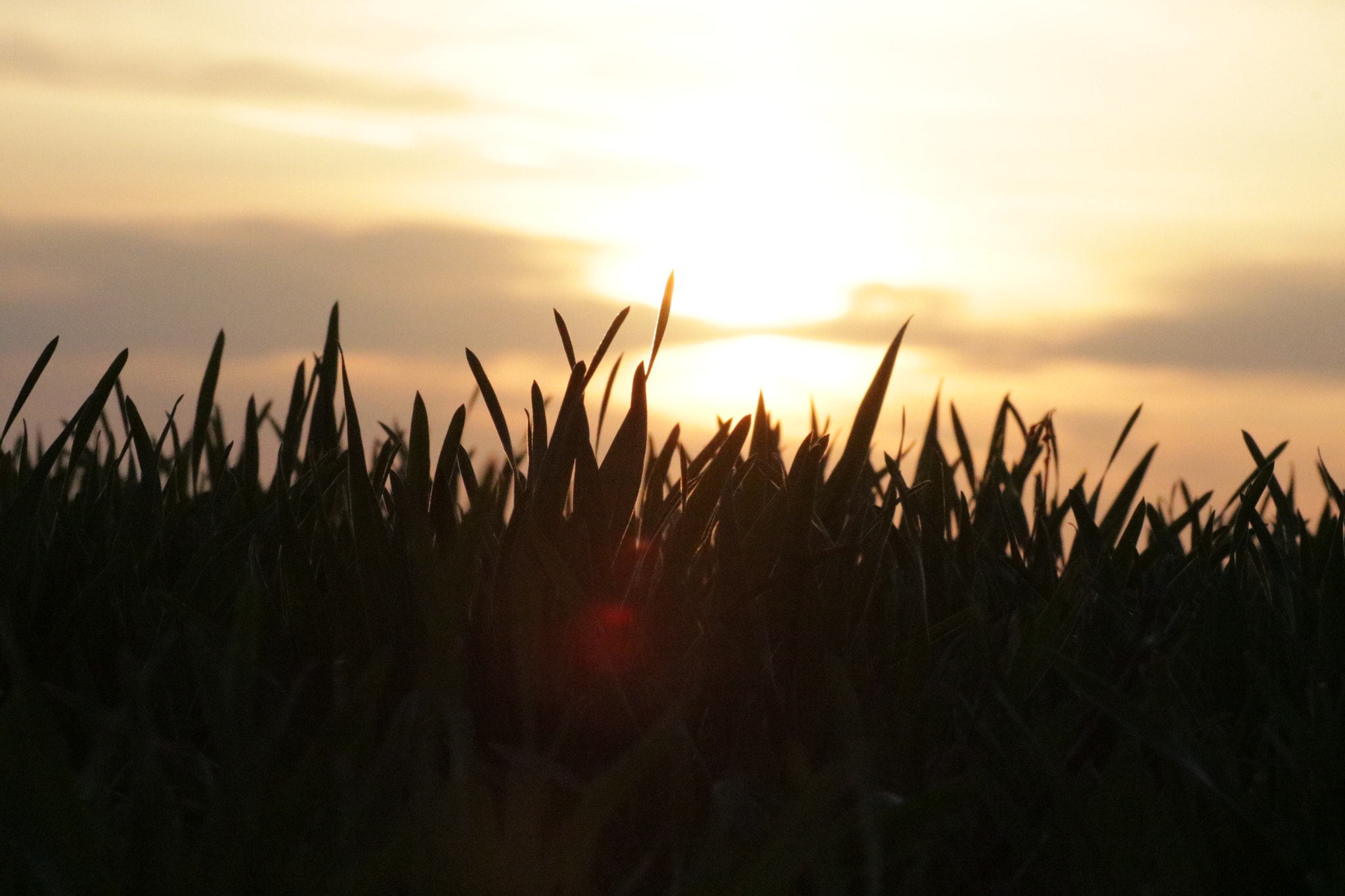 Canon EOS 760D (EOS Rebel T6s / EOS 8000D) sample photo. Grass photography