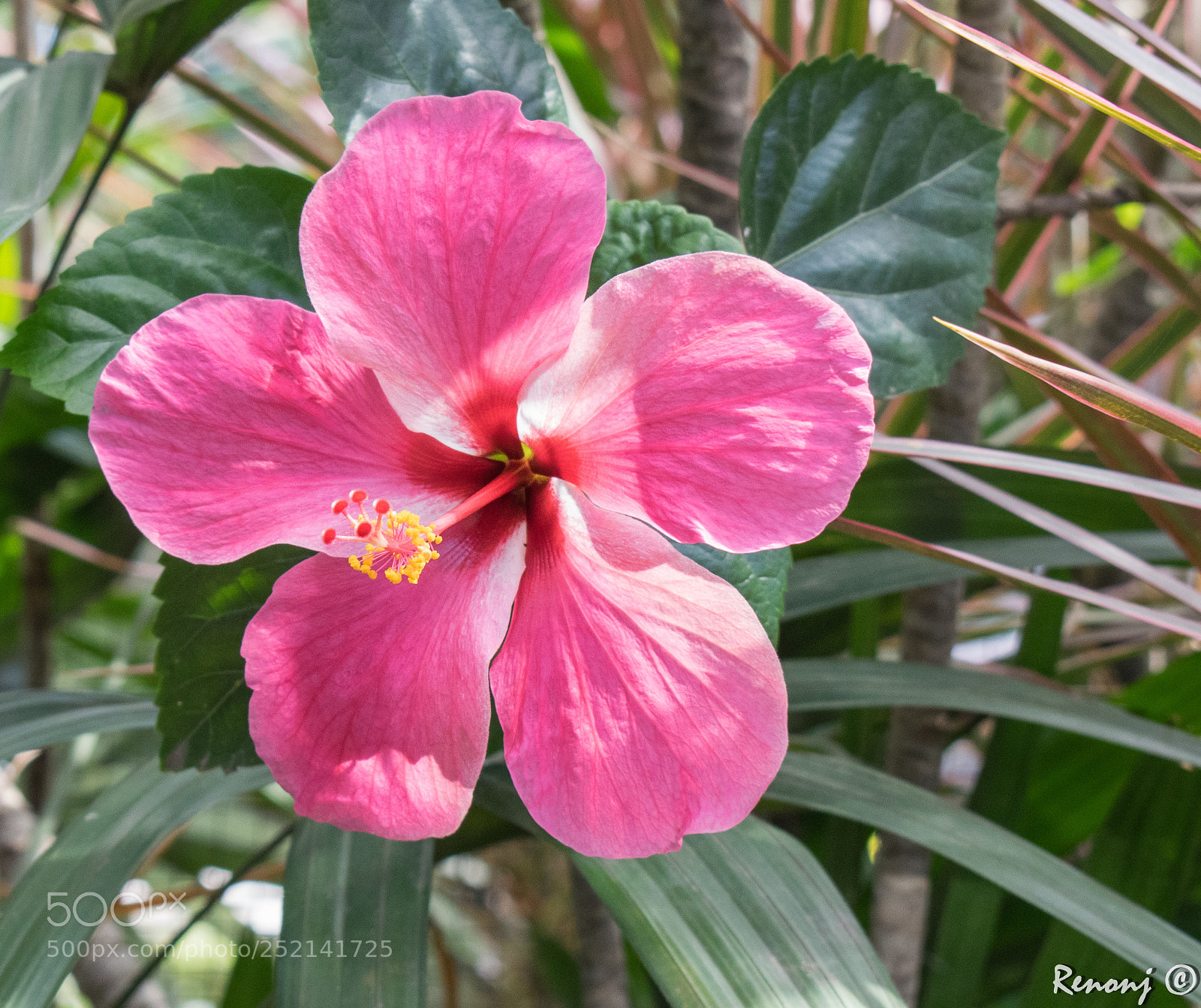 Nikon D5300 sample photo. Gumamela photography