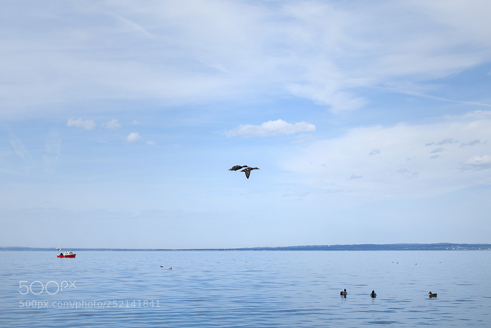 Nikon D200 sample photo. Romantic looking ducks photography