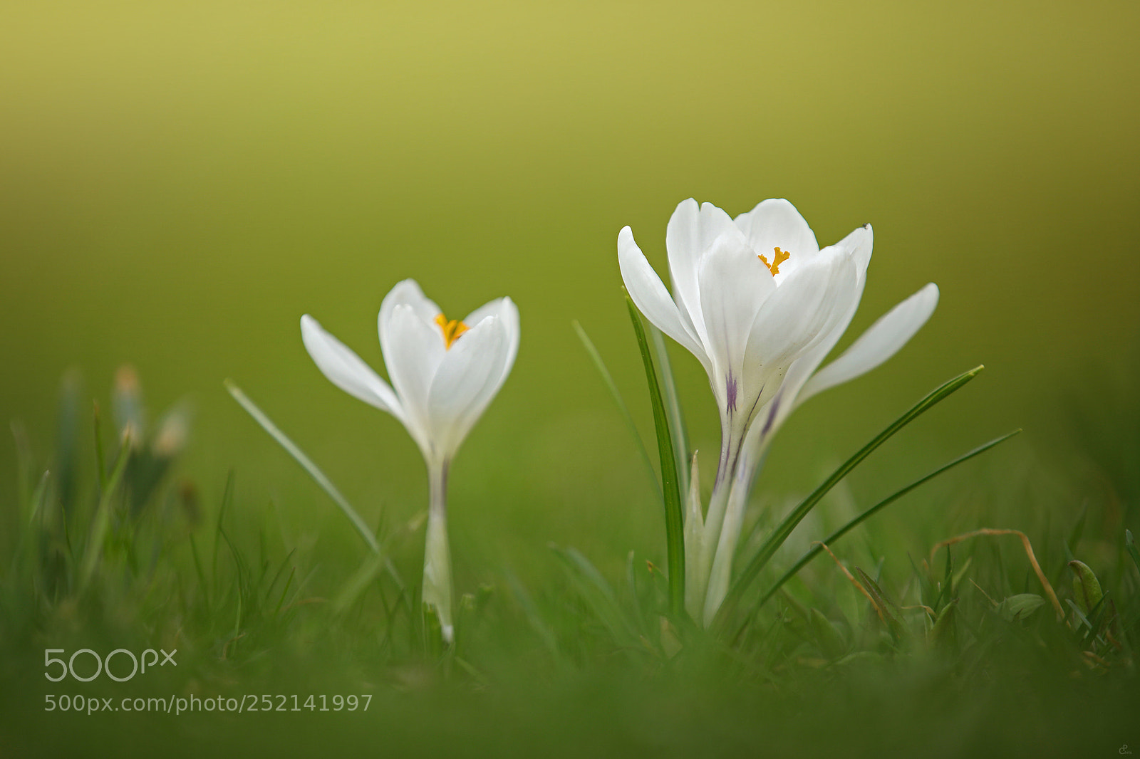 Canon EOS 5D Mark IV sample photo. Crocus... photography