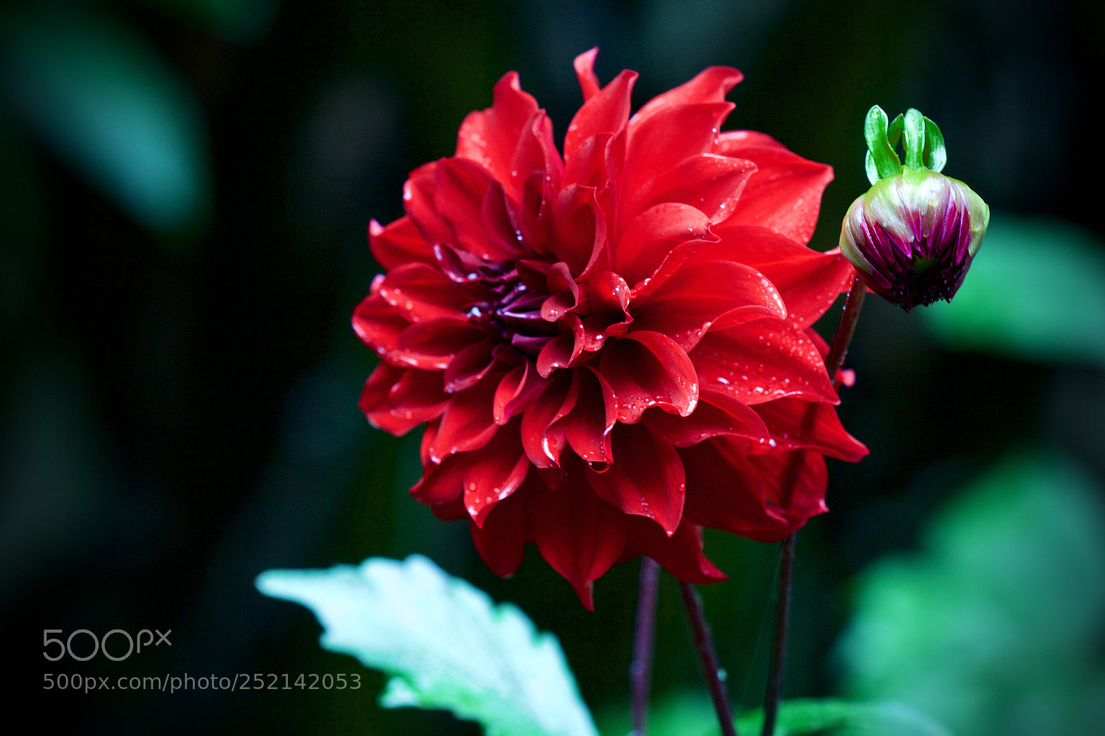 Canon EOS 60D sample photo. Red flower photography