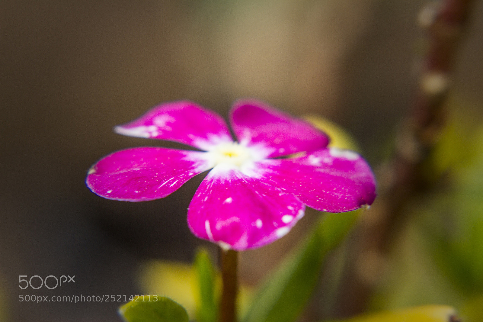 Canon EOS 7D sample photo. Violet photography