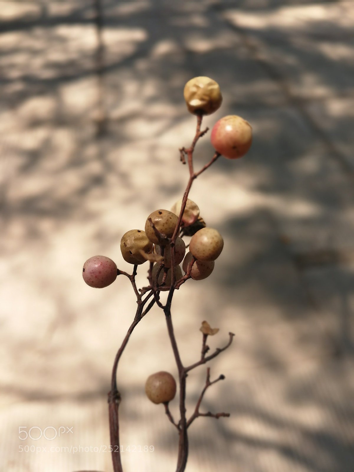 HUAWEI Mate 9 sample photo. Untitled photography