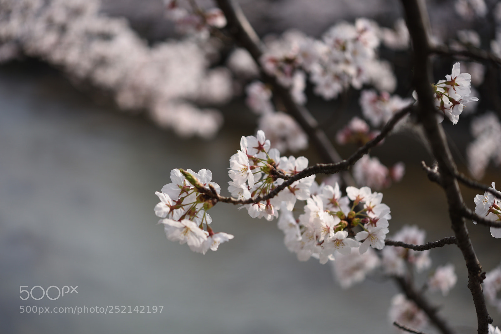 Nikon AF-S Micro-Nikkor 60mm F2.8G ED sample photo. 金沢・伏見川の桜 (2) photography