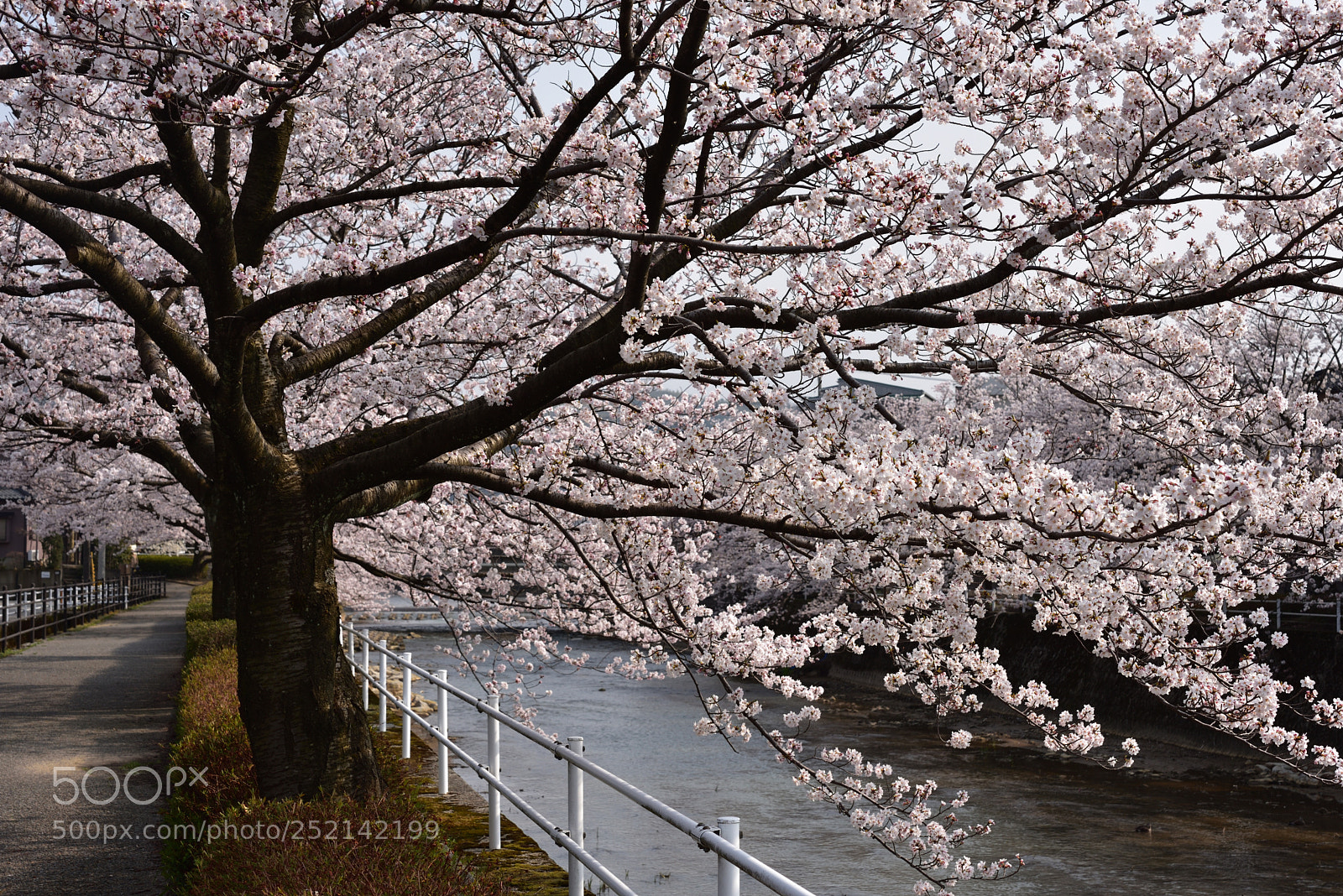 Nikon AF-S Micro-Nikkor 60mm F2.8G ED sample photo. 金沢・伏見川の桜 photography