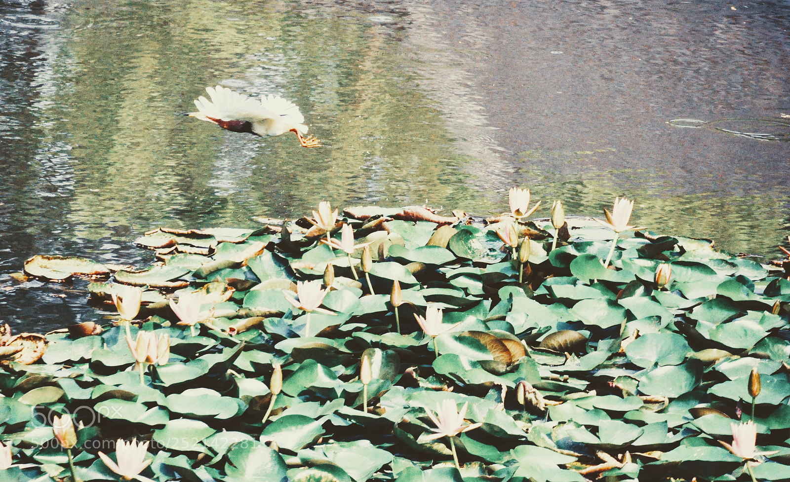 Nikon D90 sample photo. Bird on lotus  photography