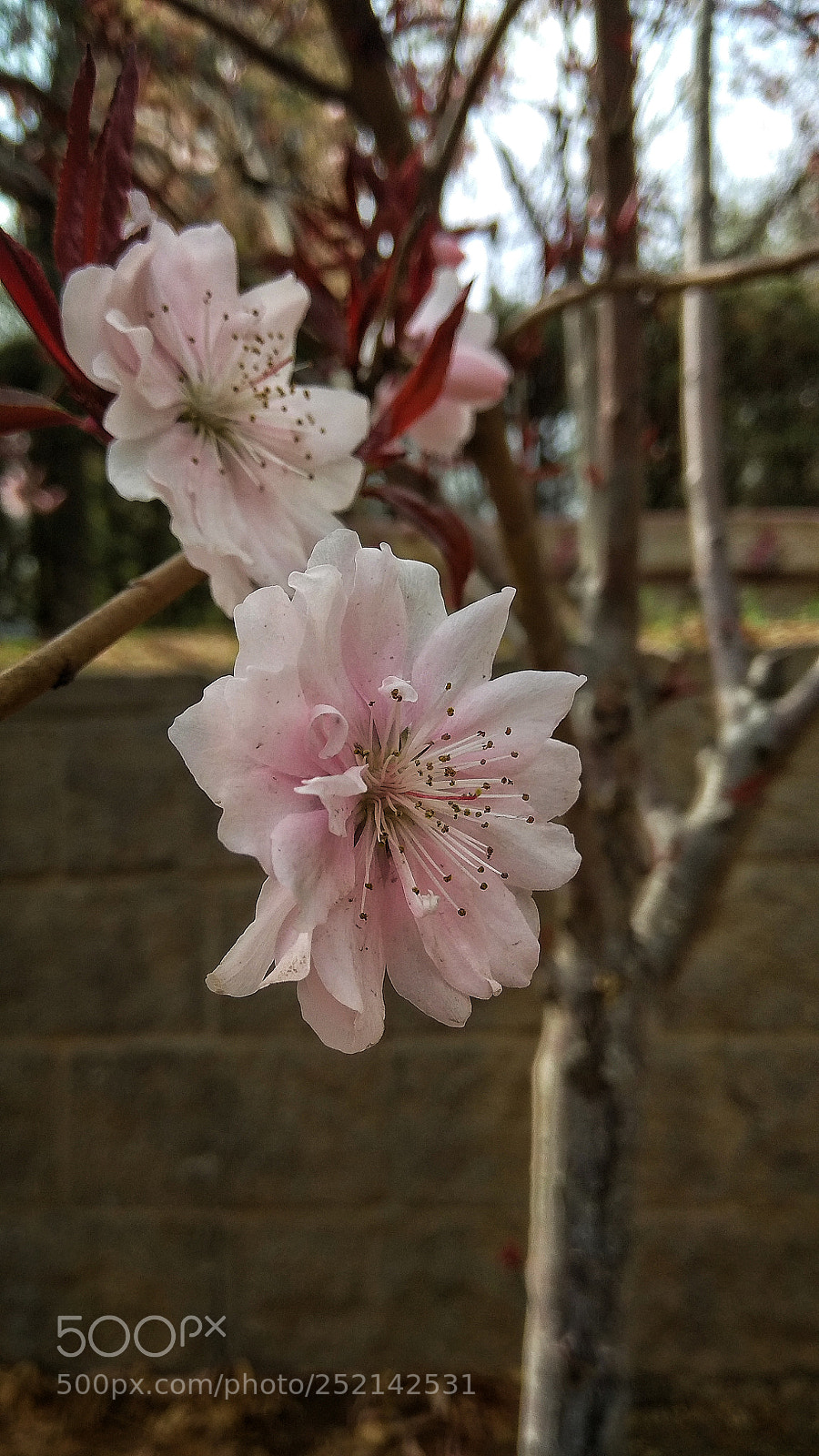 Xiaomi Redmi Note 4X sample photo. Untitled photography