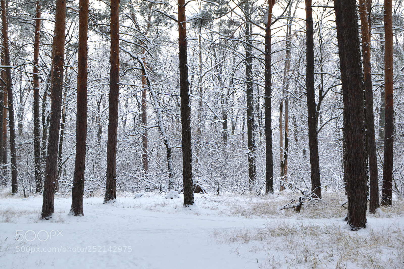 Nikon D3300 sample photo. White forest photography