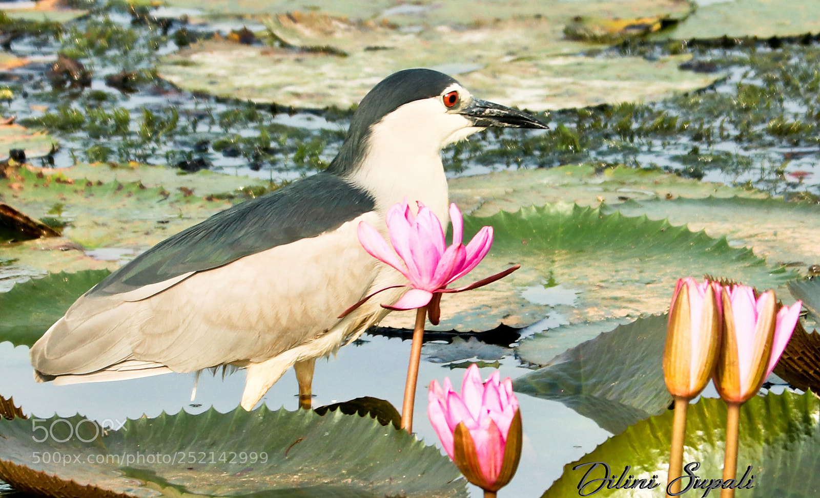 Canon EOS 80D sample photo. Black crowned night heron photography