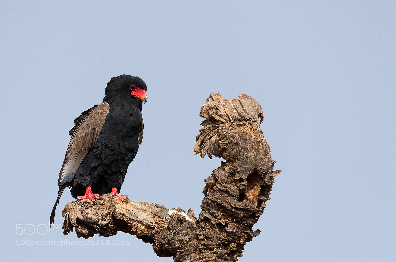 Nikon D500 sample photo. Bateleur eagle male photography