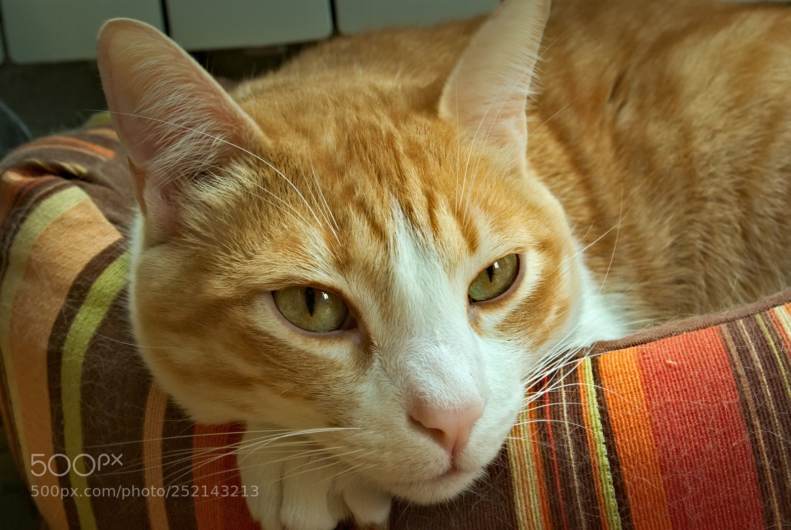 Pentax K10D sample photo. Awakening... photography