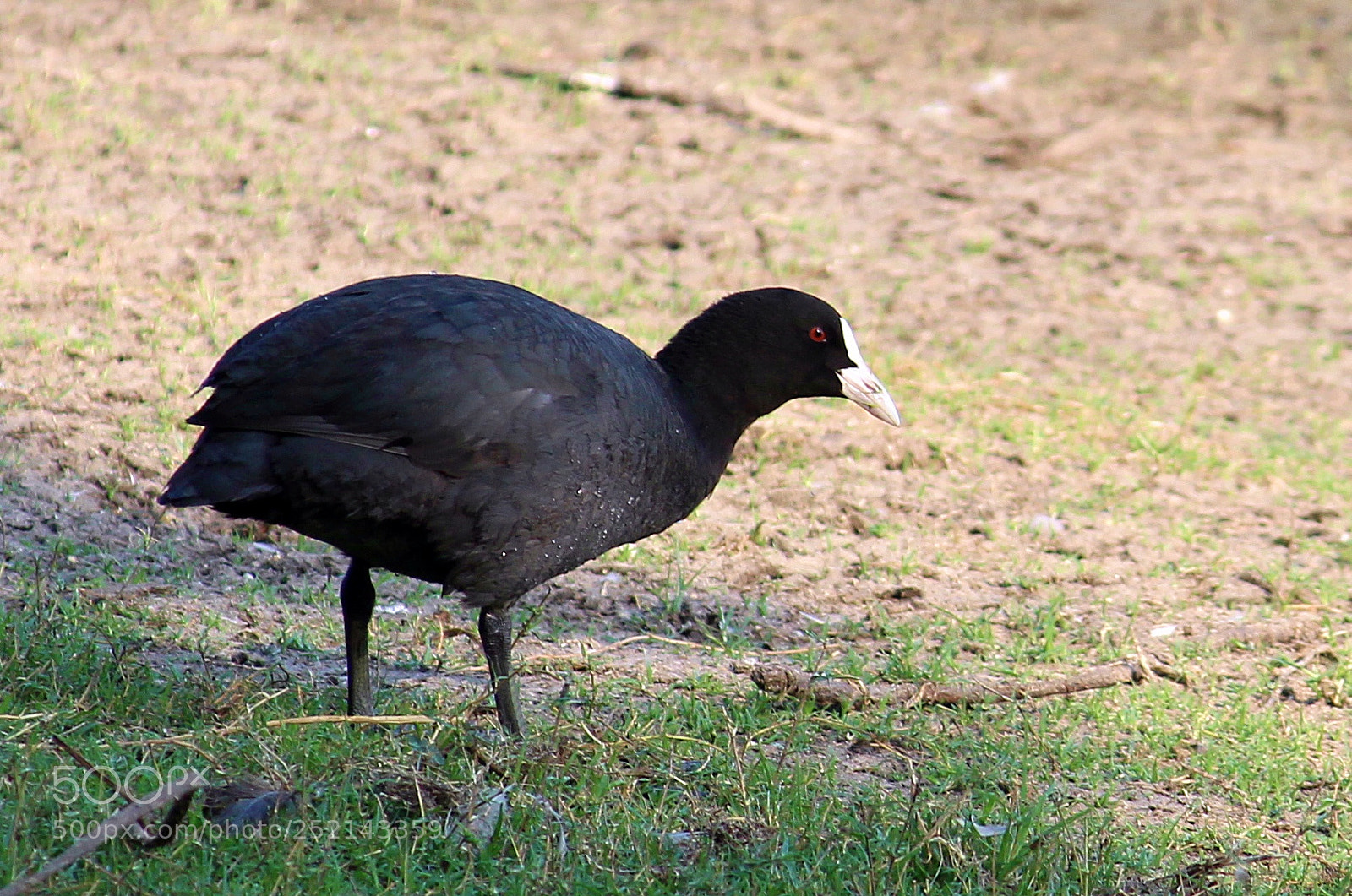 Canon EOS 700D (EOS Rebel T5i / EOS Kiss X7i) sample photo. Coot photography