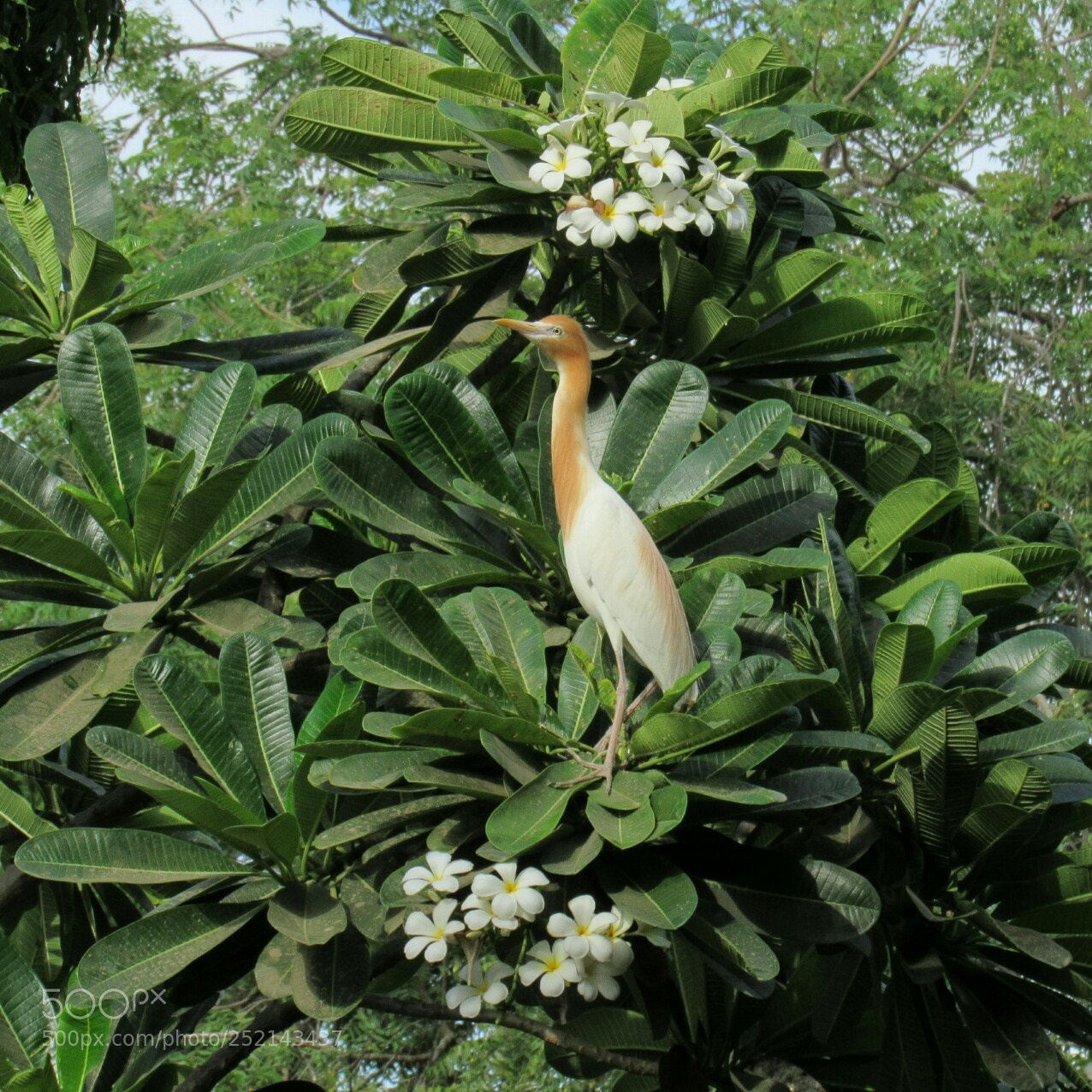 Canon PowerShot SX530 HS sample photo. Cattle egret photography