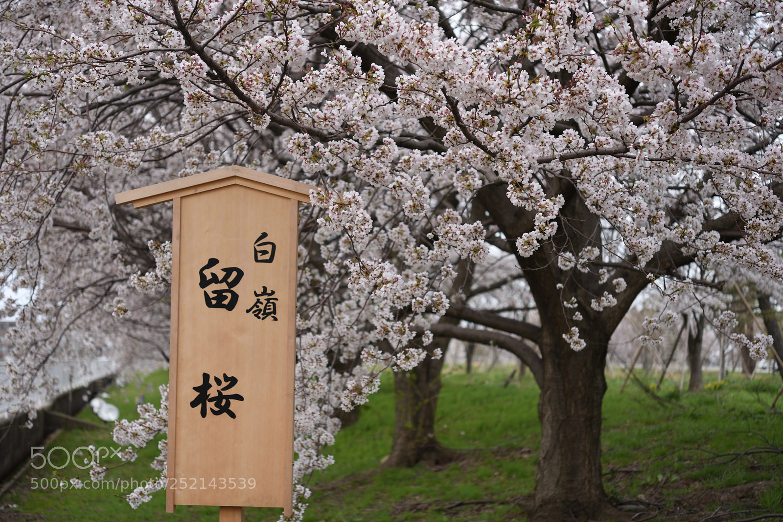 Nikon AF-S Micro-Nikkor 60mm F2.8G ED sample photo. 白嶺留桜 鶴来街道中村留精密工業 photography