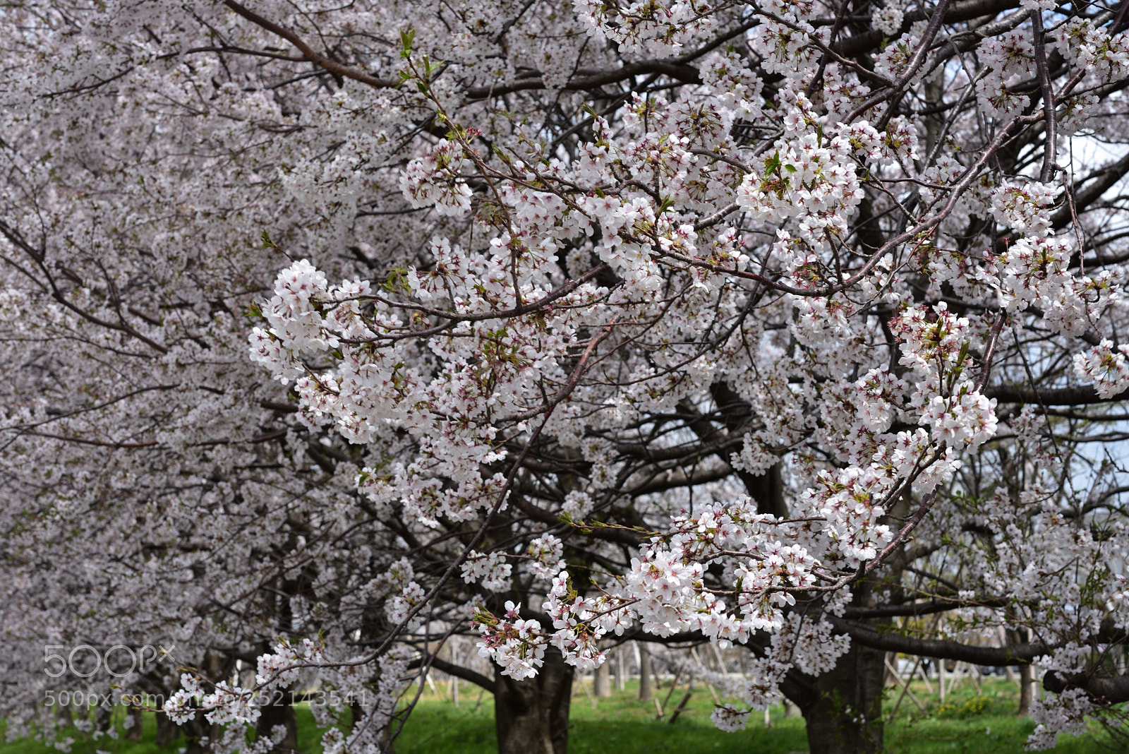 Nikon AF-S Micro-Nikkor 60mm F2.8G ED sample photo. 白嶺留桜 鶴来街道中村留精密工業 (2) photography