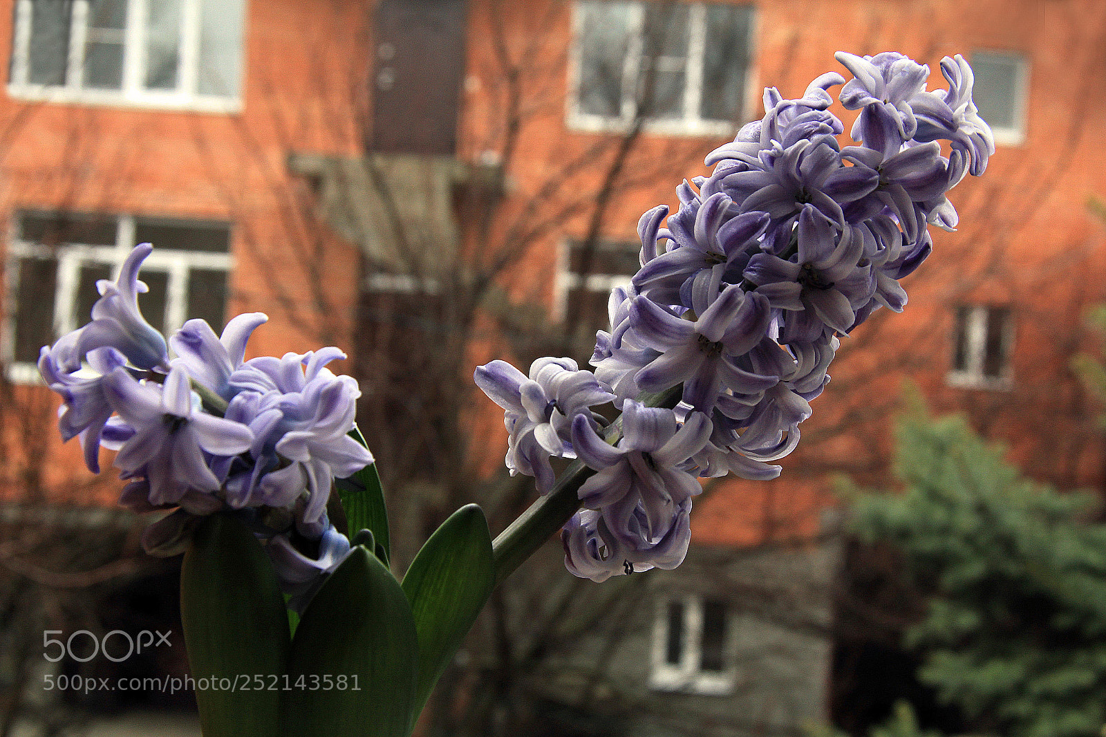 Canon EOS 60D sample photo. Hyacinths on a cloudy photography