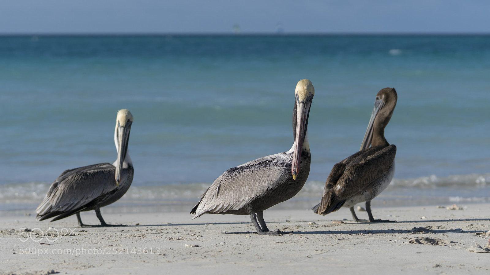 Sony a6500 sample photo. Pelicans photography