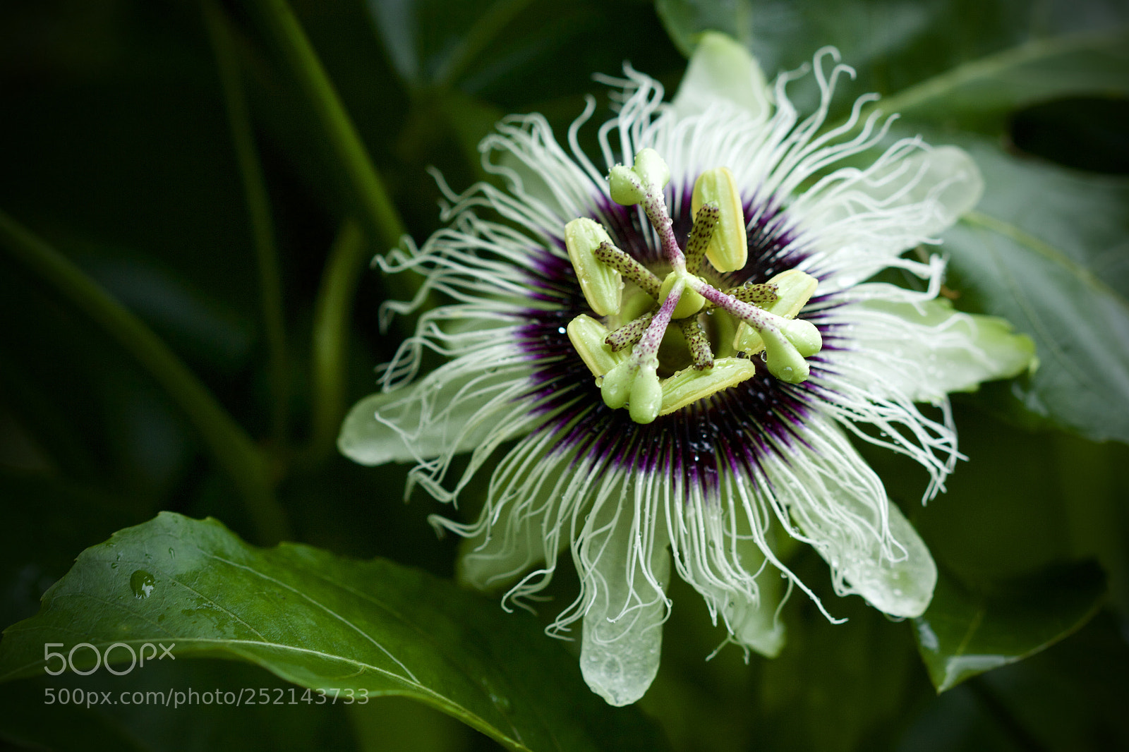 Canon EOS 60D sample photo. Passionfruit flower photography