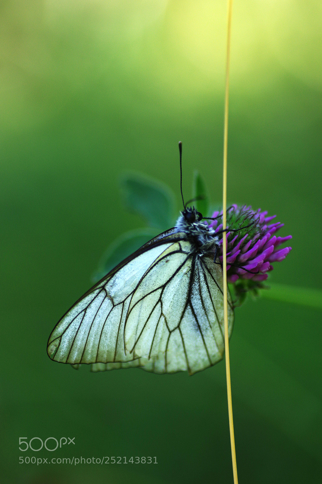 Pentax K-3 sample photo. Butterfly photography
