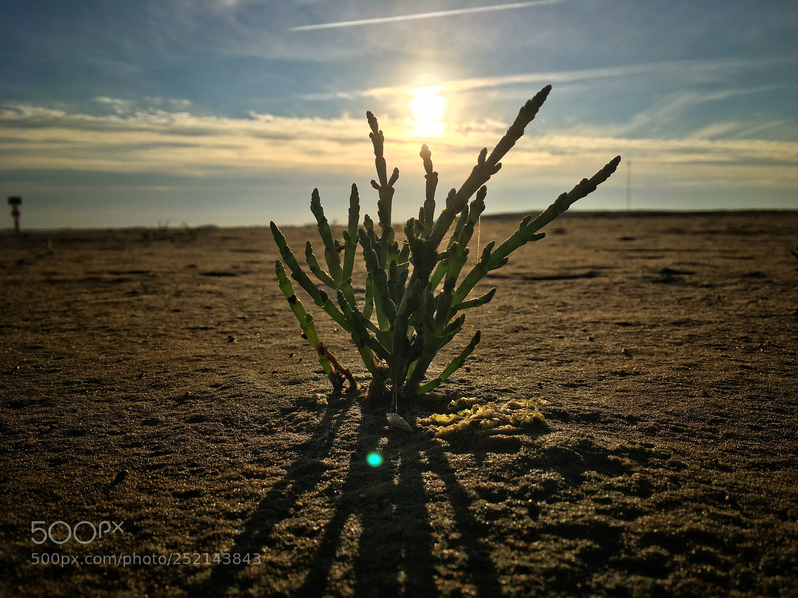 Apple iPhone SE sample photo. Queller am strand im photography