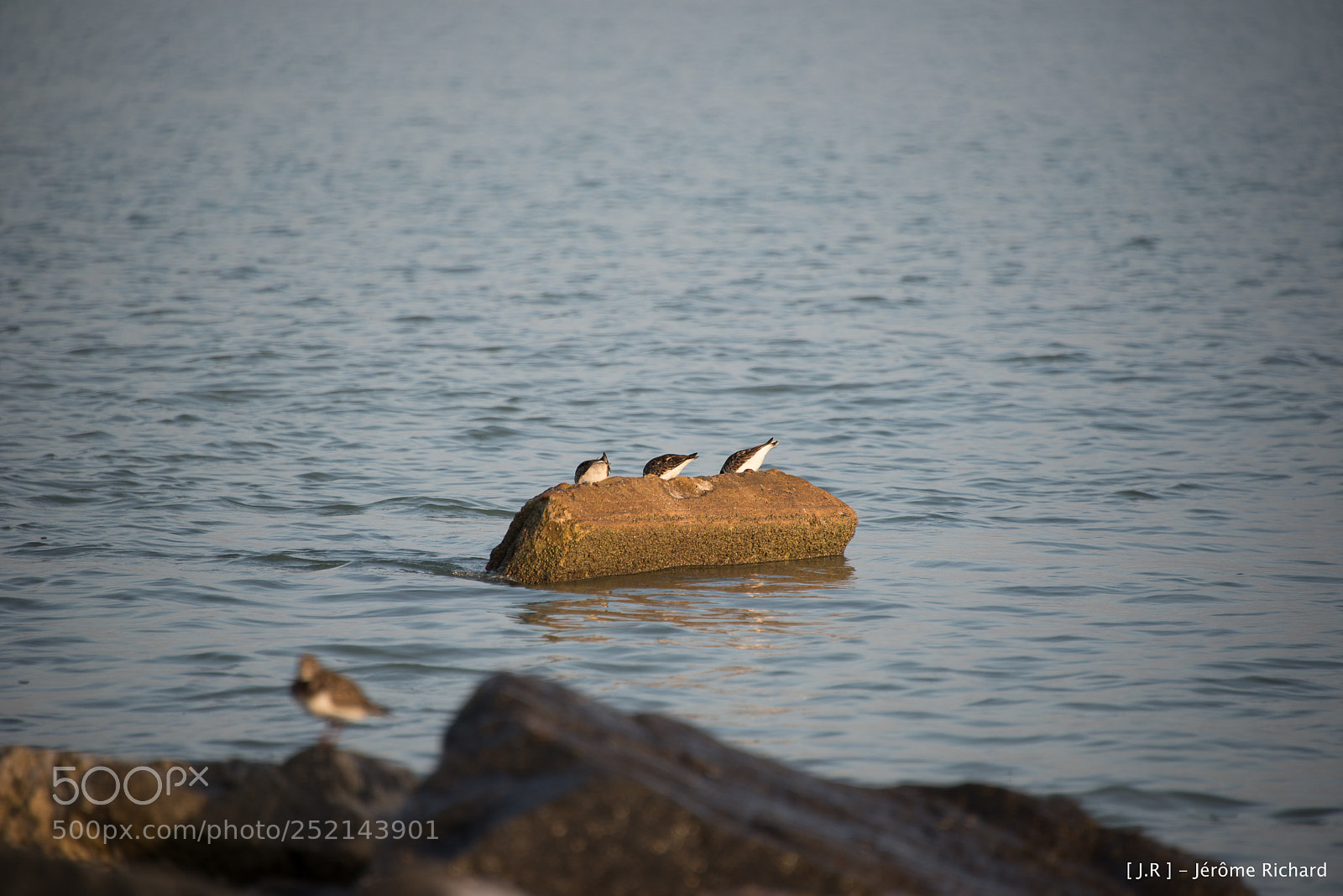 Nikon D610 sample photo. Oleron novembre photography