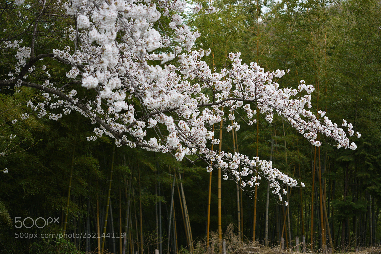 Nikon AF-S Micro-Nikkor 60mm F2.8G ED sample photo. 竹林と桜 石川県教育センター (2) photography