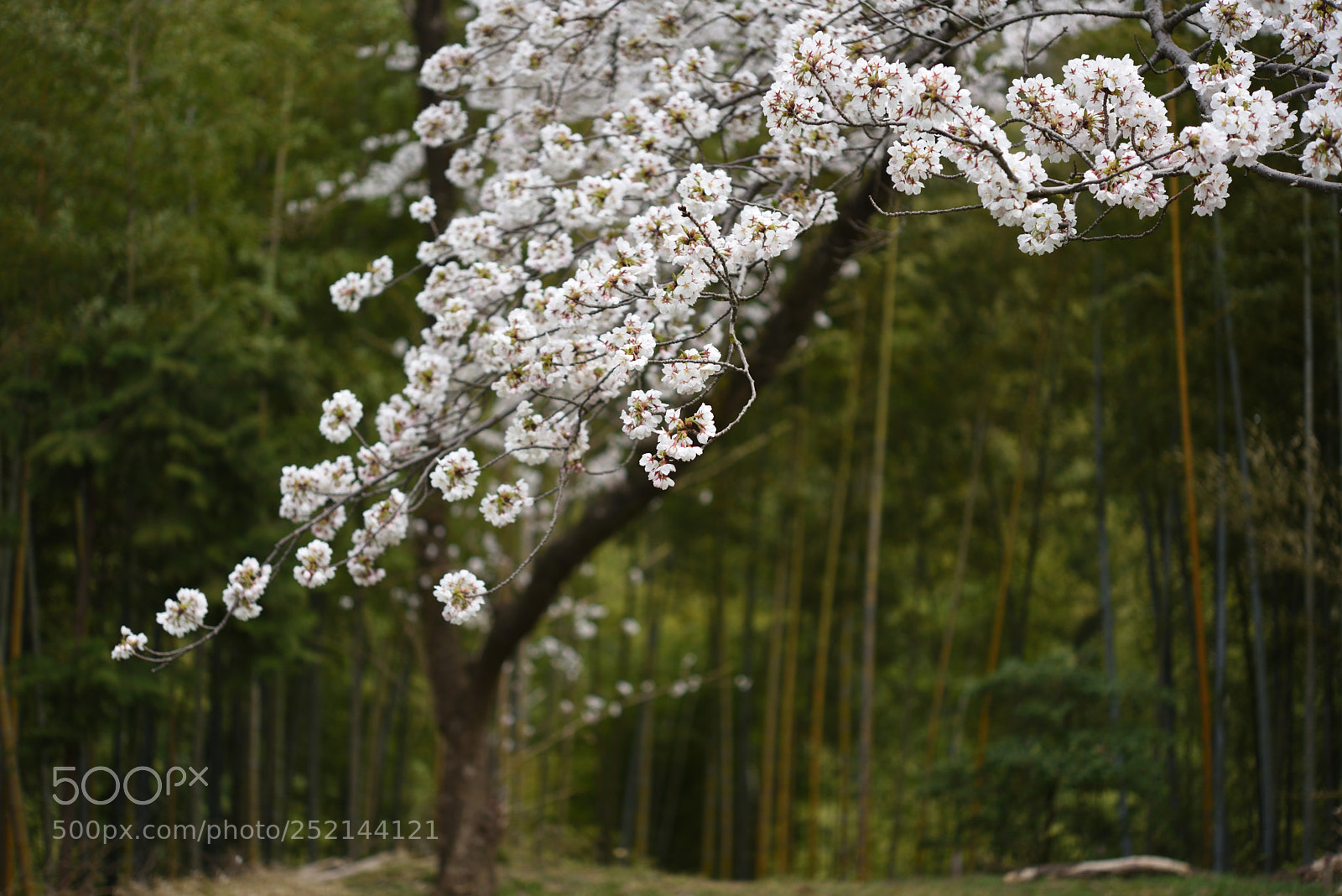 Nikon AF-S Micro-Nikkor 60mm F2.8G ED sample photo. 竹林と桜 石川県教育センター photography