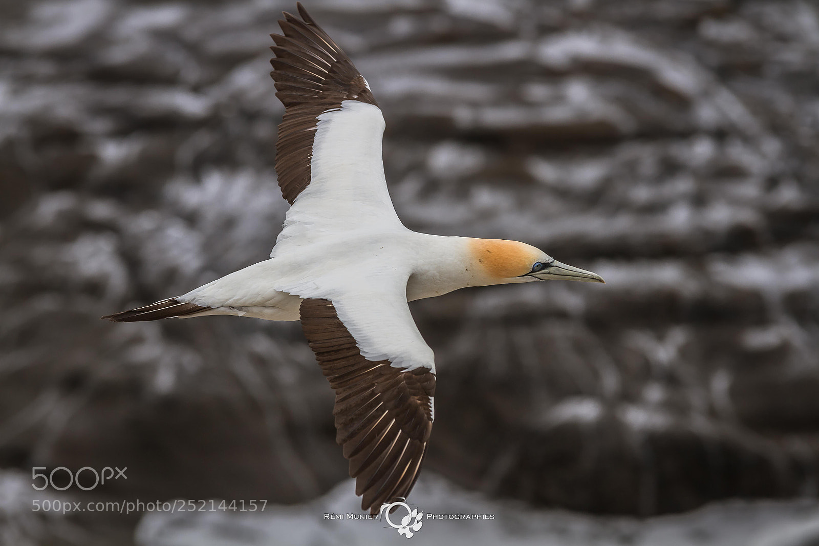 Canon EOS 7D sample photo. Australasian gannet (morus serrator) photography