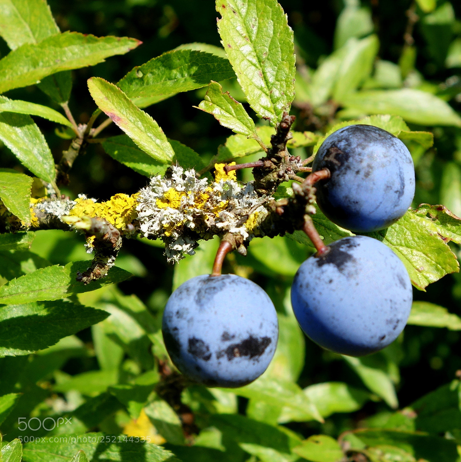 Sony Cyber-shot DSC-RX100 II sample photo. () cvp lot photography