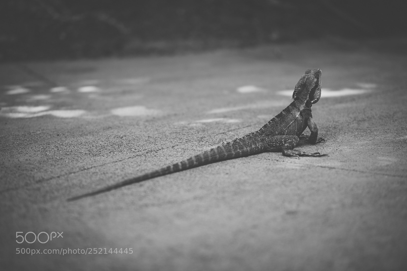Nikon D800 sample photo. Water dragon. photography