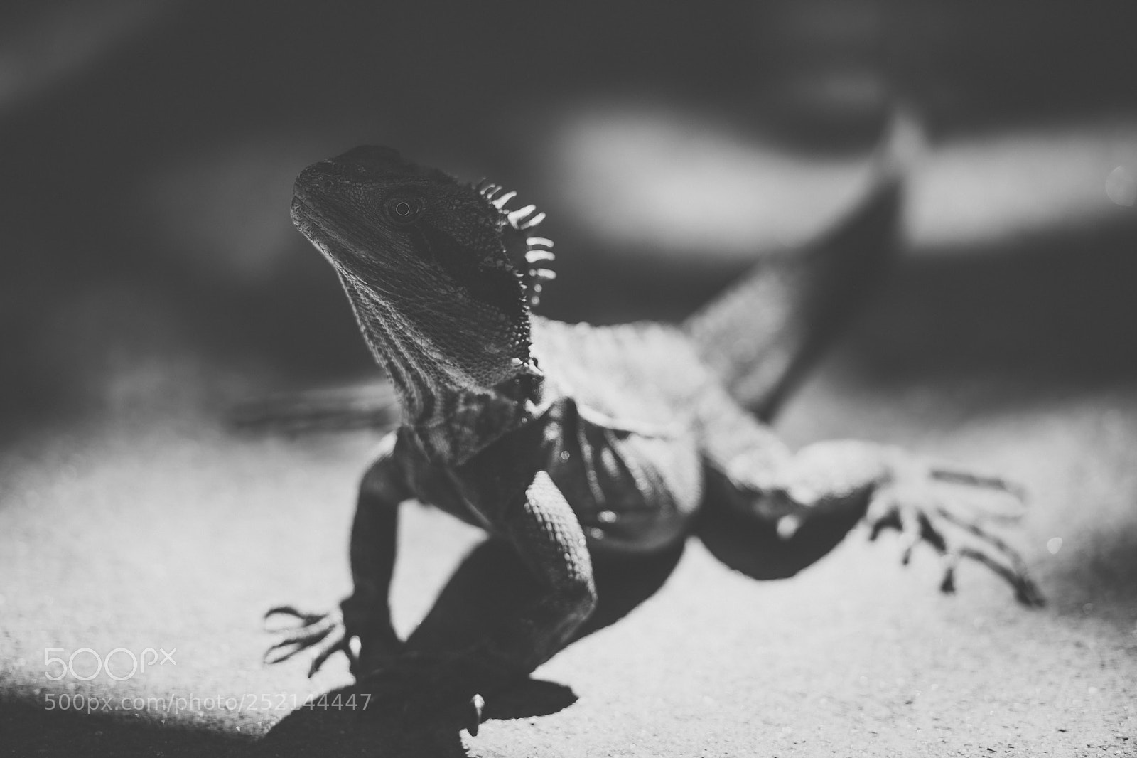 Nikon D800 sample photo. Water dragon. photography