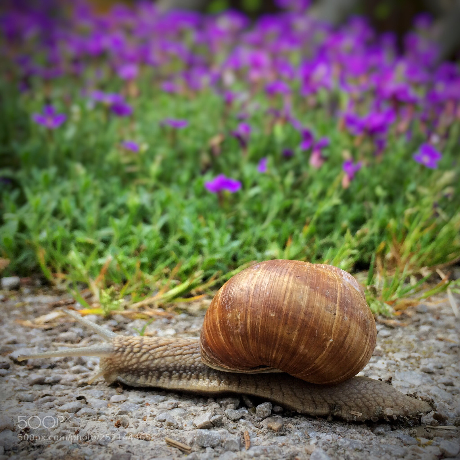 Apple iPhone 5s sample photo. Snail your way photography