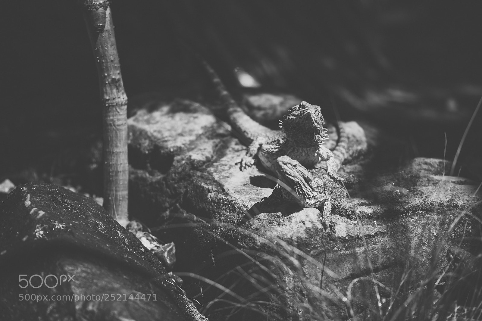 Nikon D800 sample photo. Water dragon. photography
