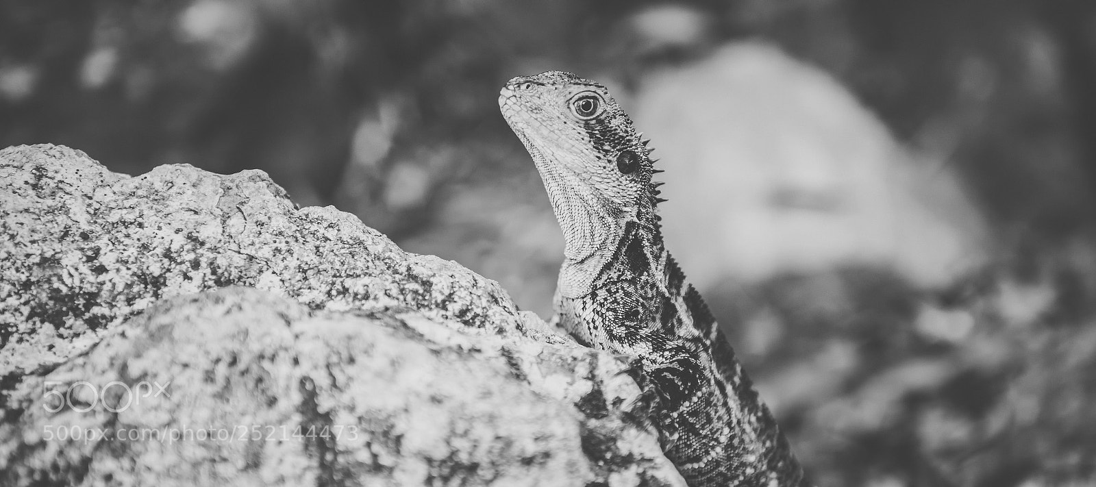 Nikon D800 sample photo. Water dragon. photography